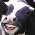 happy_cow.jpg